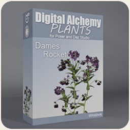 Digital Alchemy: Dames Rocket Image